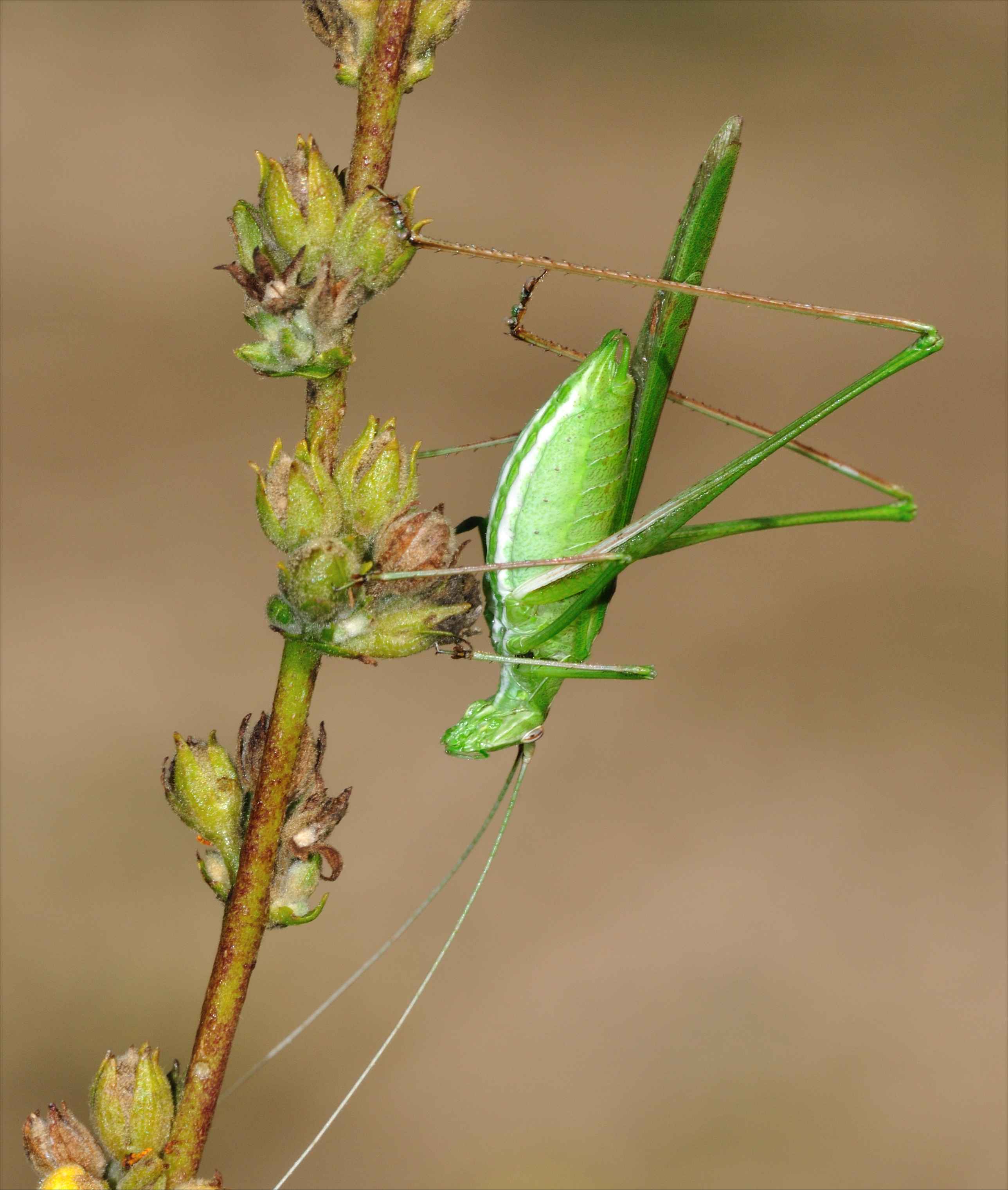 Tylopsis lilifolia